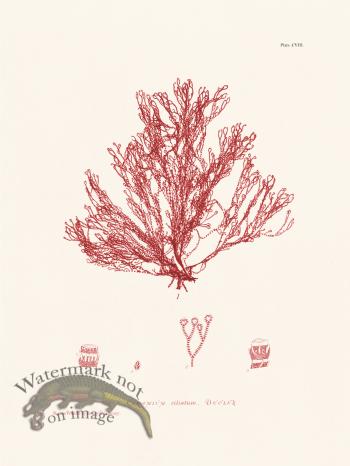 Bradbury Seaweed 108